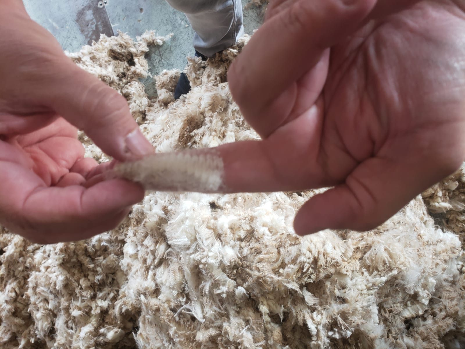 Raw greasy wool assessed by hand