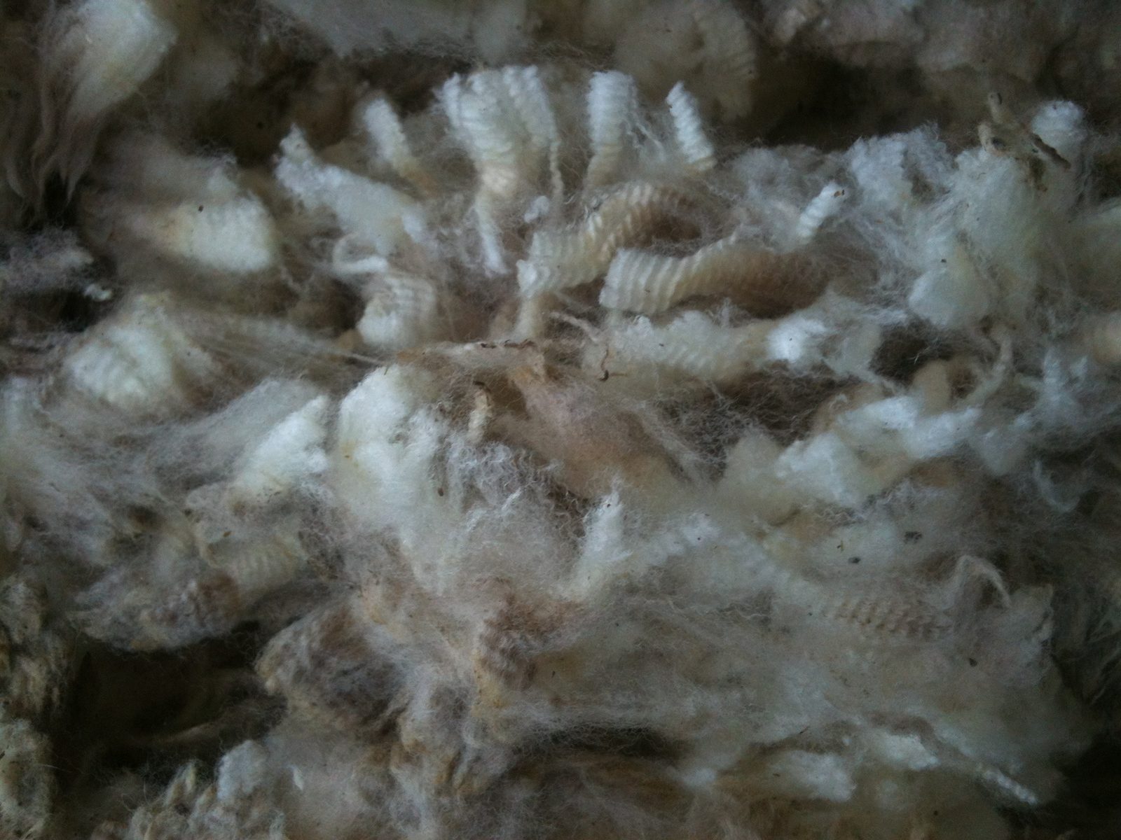 Close-up of wool fibre showing staple and texture