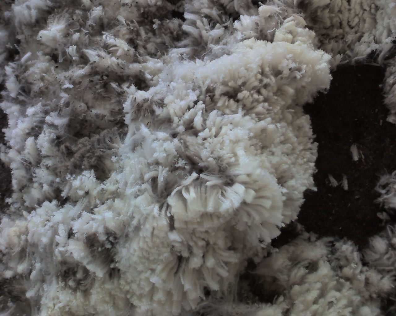 Processed wool prepared for spinning